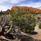 Kodachrome Basin Juniper